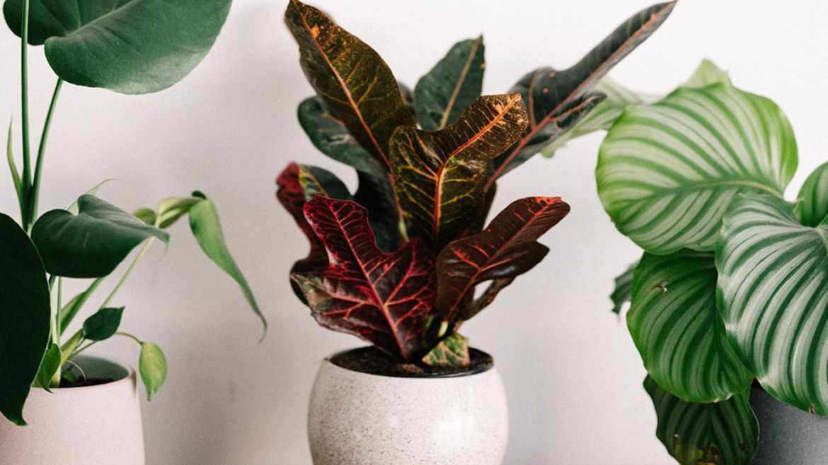Moving Your Potted Plants to Your New Residence